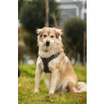 Белкин 2,5 года ищет дом.