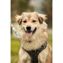 Белкин 2,5 года ищет дом.