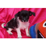 Щеночки метисы- мальчик и девочка