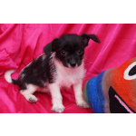 Щеночки метисы- мальчик и девочка