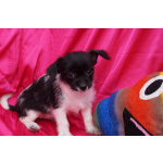 Щеночки метисы- мальчик и девочка