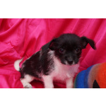 Щеночки метисы- мальчик и девочка