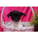 Щеночки метисы- мальчик и девочка