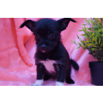 Щеночки метисы- мальчик и девочка