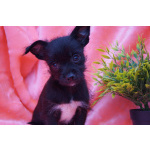 Щеночки метисы- мальчик и девочка