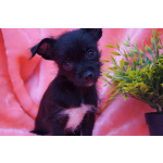 Щеночки метисы- мальчик и девочка