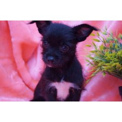 Щеночки метисы- мальчик и девочка