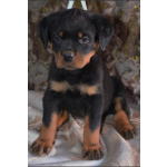 Щенки ротвейлера