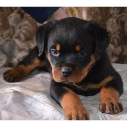 Щенки ротвейлера