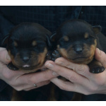 Щенки под ранее бронирование