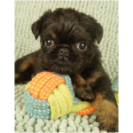 Щенки Бельгийского гриффона и Брабансона