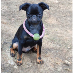 Щенки Бельгийского гриффона и Брабансона