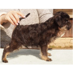 Щенки Бельгийского гриффона и Брабансона