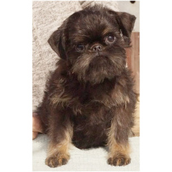 Щенки Бельгийского гриффона и Брабансона