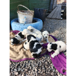 Щенки русского охотничьего спаниеля