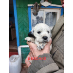 Щенки русского охотничьего спаниеля