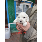 Щенки русского охотничьего спаниеля