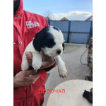 Щенки русского охотничьего спаниеля