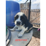 Щенки русского охотничьего спаниеля