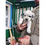 Щенки русского охотничьего спаниеля