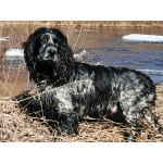 Щенки русского охотничьего спаниеля