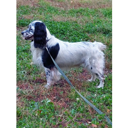 Щенки русского охотничьего спаниеля