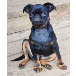 Щенки Пти-брабансон и бельгийский гриффон из питомника