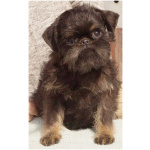 Щенки Пти-брабансон и бельгийский гриффон из питомника