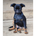 Щенки Пти-брабансон и бельгийский гриффон из питомника