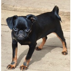 Щенки Пти-брабансон и бельгийский гриффон из питомника