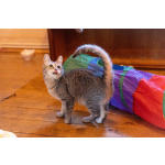 Лапочка ищет дом!