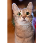 Лапочка ищет дом!