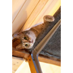 Лапочка ищет дом!