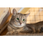 Лапочка ищет дом!