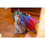 Лапочка ищет дом!