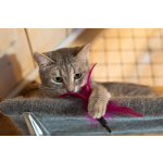 Лапочка ищет дом!