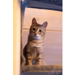 Лапочка ищет дом!