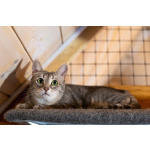 Лапочка ищет дом!