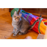 Лапочка ищет дом!