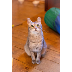 Лапочка ищет дом!