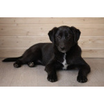 Ричард и Сеня, добрые, умные, контактные щенки-подростки ищут дом