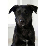 Ричард и Сеня, добрые, умные, контактные щенки-подростки ищут дом