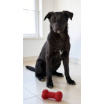 Ричард и Сеня, добрые, умные, контактные щенки-подростки ищут дом