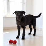 Ричард и Сеня, добрые, умные, контактные щенки-подростки ищут дом