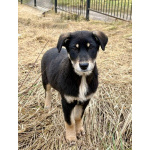 Хороший щенок-подросток Степа ищет дом