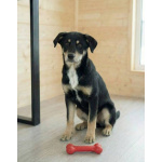 Хороший щенок-подросток Степа ищет дом