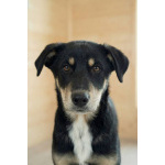 Хороший щенок-подросток Степа ищет дом