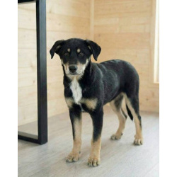 Хороший щенок-подросток Степа ищет дом