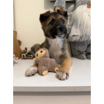 Щенок Монтана