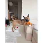 Щенок Монтана